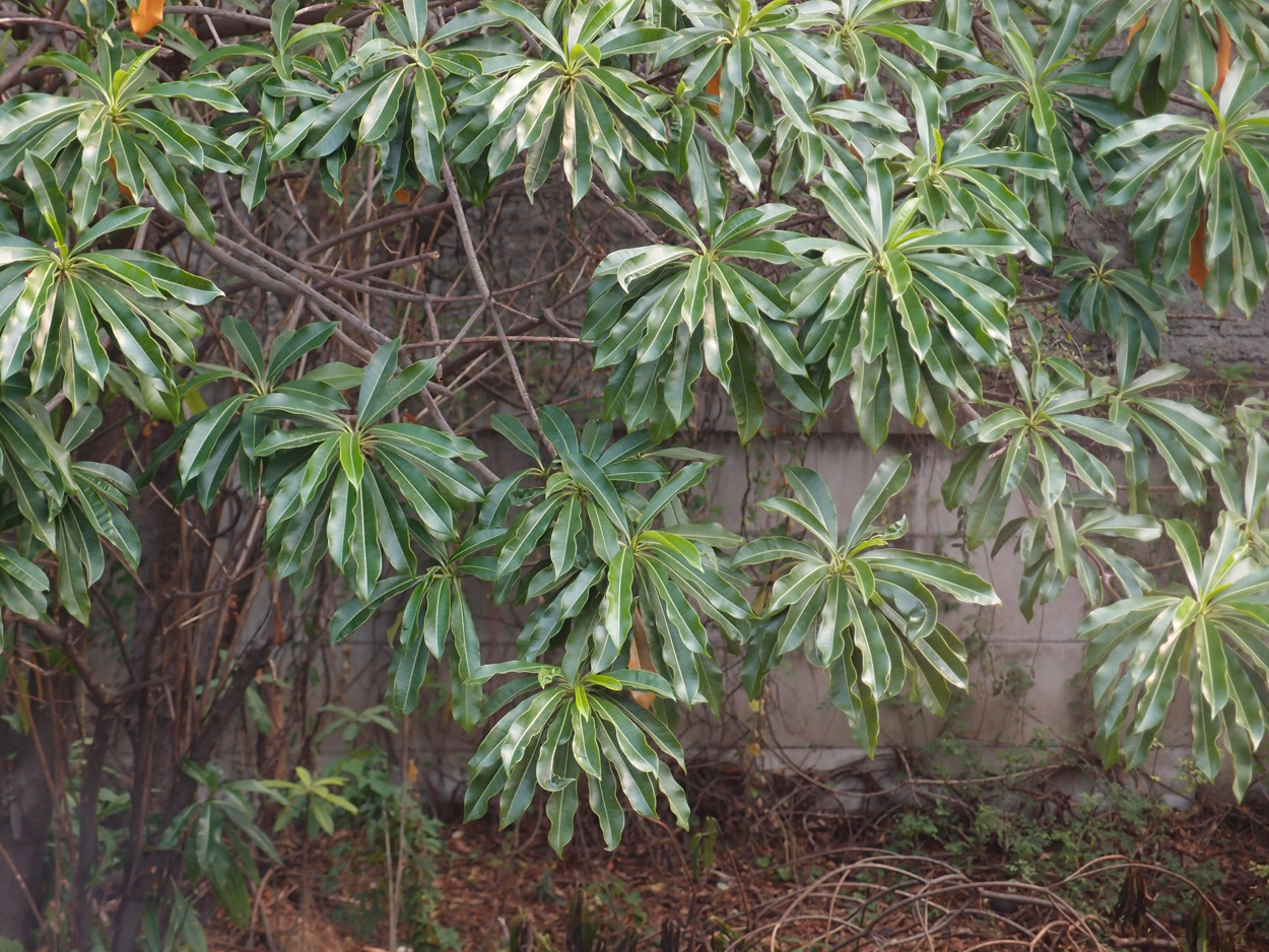 2015-10-08 Jakarta - Jakarta Airport (Video + Foto)